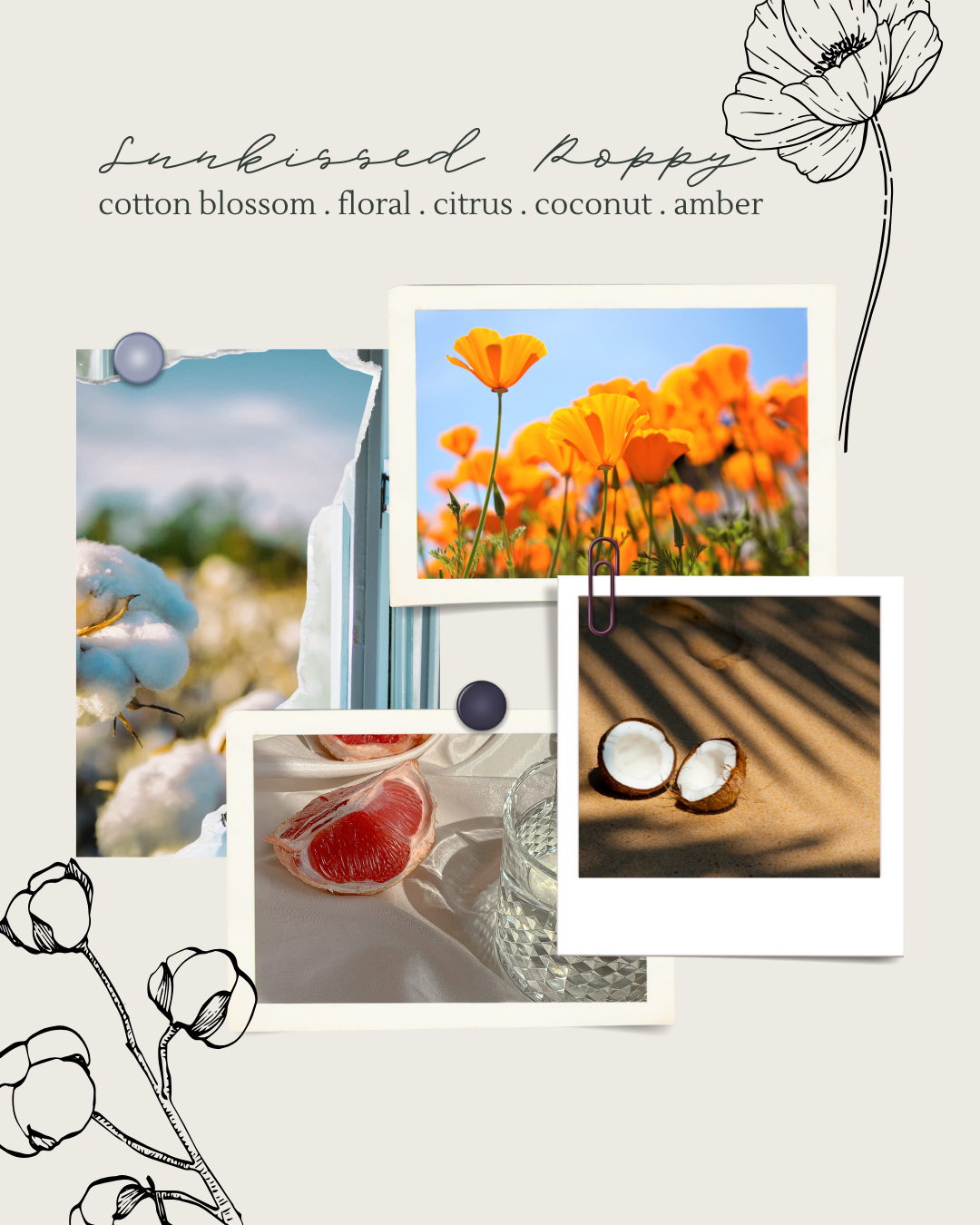 Sunkissed Poppy